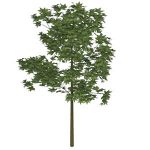Realistic maple tree
