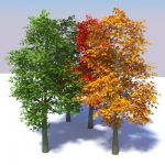 Geometrees are exactly thatplants 
that are larg...