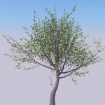 Four specimens of olive tree, 
modeled entirely i...