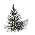 Of the Abies Pinaceae clan; 23 1/2 ft. high x 18 1...