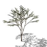 A deciduous tree; 30-35 ft. tall and as broad in s...