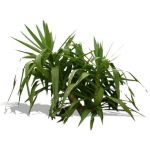 2D Plant, yucca or cordyline