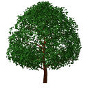 Archicad 11 Object Library part, Garden, Tree Deci...