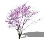 View Larger Image of Cercis canadensis