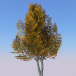 View Larger Image of Generic tree 30