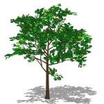 View Larger Image of FF_Model_ID4640_lime_tree01.jpg