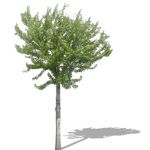 View Larger Image of FF_Model_ID8279_007tree.jpg