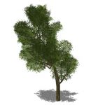 View Larger Image of Generic tree 13