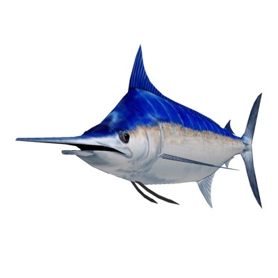 Blue Marlin. Horizontal pose. Textured and NPR con.... 