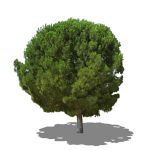 Cypress tree. Photoreal and NPR