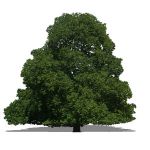 2D Face Me oak tree. Photoreal and NPR