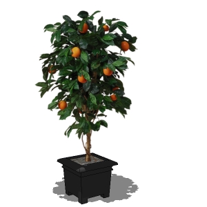 View Larger Image of Orange tree