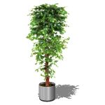 2.5D Potted ficus plant; approx 6' (2m) high.