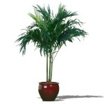 Large potted Areca palm