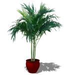 Large potted Areca...2D plant in 3D pot.