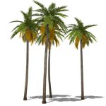 4 new low-poly palms with slight variations in hei...
