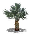 Face Me Bismark Palm (Bismarckia nobilis)