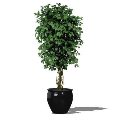 Potted ficus. 