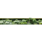Seamless herbaceous border; approx 35'/10m long. I...