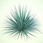 Small Blue Yucca...approx 30"/70cm high