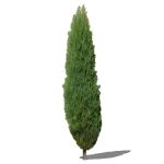 15ft/5m cypress tree