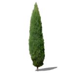 25'/8m cypress tree