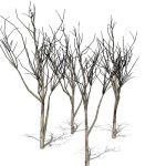 Four bare trees between 20-25ft/7-8metres.