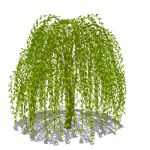4 variations of a weeping willow (Salix babylonica...