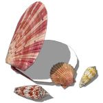 Low poly sea shells