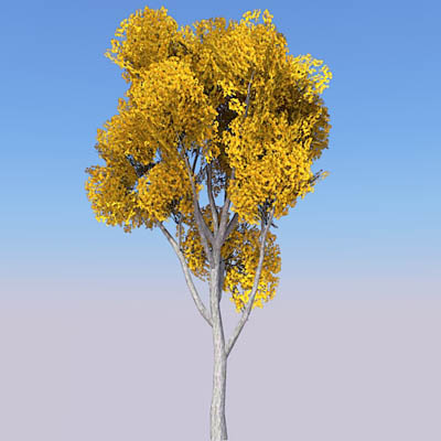 4 seasonal variations of a Cottonwood tree (Populu.... 