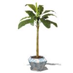 A young banana plant in a range of pots. Billboard...