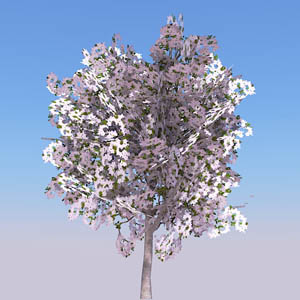 View Larger Image of Cherry tree