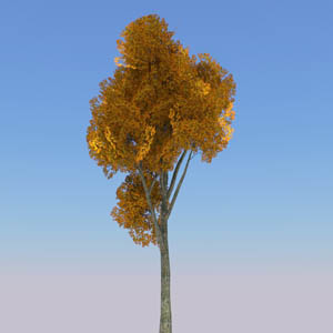 View Larger Image of Generic tree 20