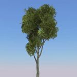 Large generic trees