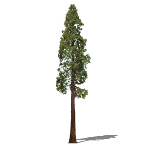 View Larger Image of Sequoia