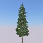 Four variants of Lodgepole pine (Pinus contorta). ...