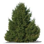 Norwat Spruce (Picea abies 'Excelsea' SketchUp bil...