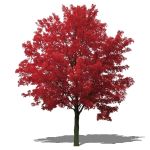'October Glory' Red Maple (Acer rubrum 'October Gl...