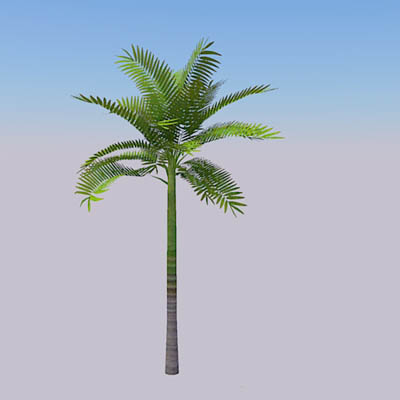 King Palm (Archontophoenix cunninghamiana) 4 speci.... 