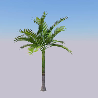 King Palm (Archontophoenix cunninghamiana) 4 speci.... 