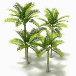 King Palm (Archontophoenix cunninghamiana) 4 speci...