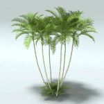 Full size Areca Palm trees
(Chrysalidocarpus lute...