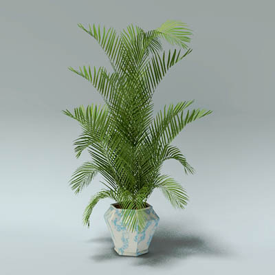 A selection of potted palms. 
