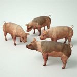 Four configurations of low-poly adult pigs