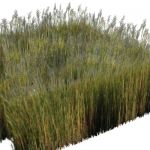Big Cordgrass/Giant Cordgrass (Spartina cynosuriod...