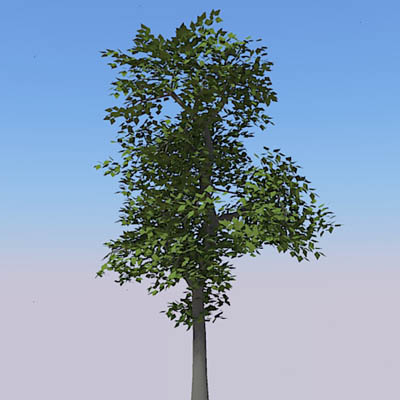 Geometrees are exactly that…plants 
that are larg.... 