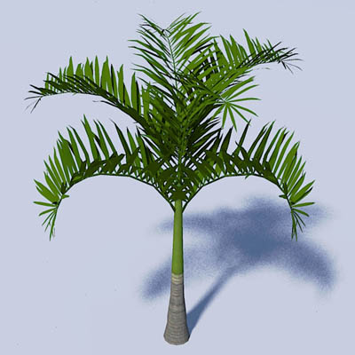 Adonida or Christmas palm (Adonidia 
merrillii. F.... 