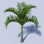 Adonida or Christmas palm (Adonidia 
merrillii. F...