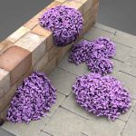 A selection of aubretia, suitable for 
vertical o...