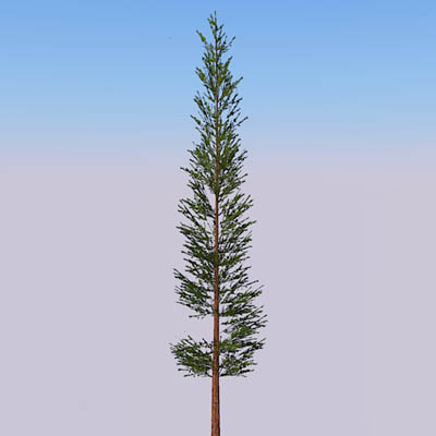 Generic fir tree. 